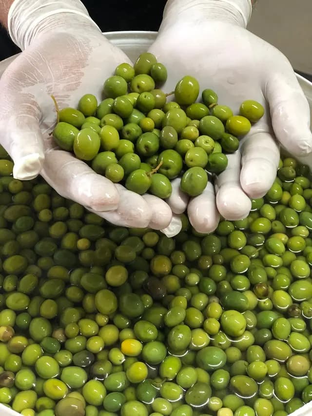 Halhalı Yeşil Zeytin 1 KG resmi
