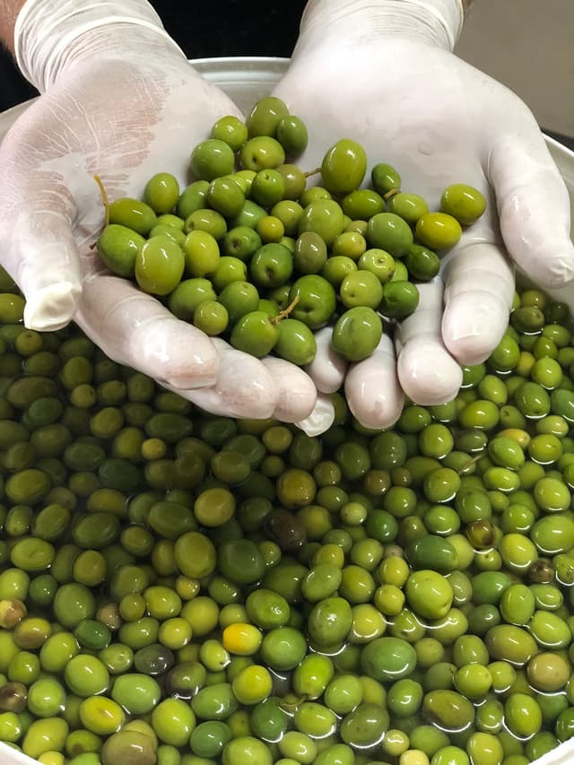 Halhalı Yeşil Zeytin 1 KG